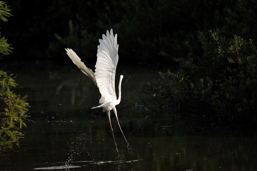 il Lato B delle STAR